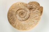 Jurassic Ammonite (Perisphinctes) Fossil - Madagascar #203948-1